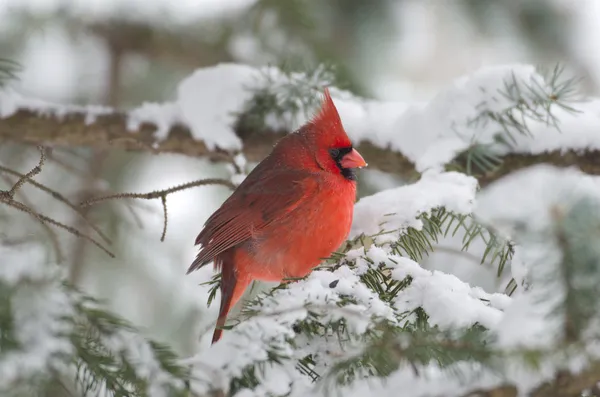 Северный кардинал сидит на дереве — стоковое фото