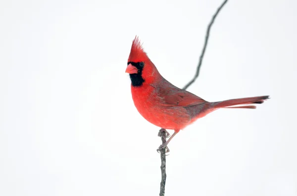 Северный кардинал сидел на ветке — стоковое фото