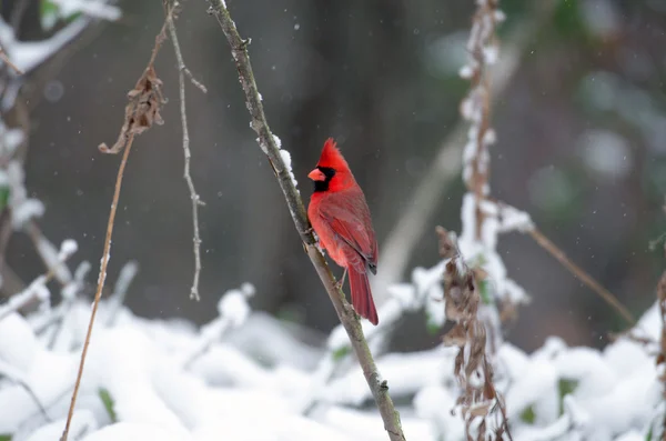 Norra kardinal i en snöstorm — Stockfoto