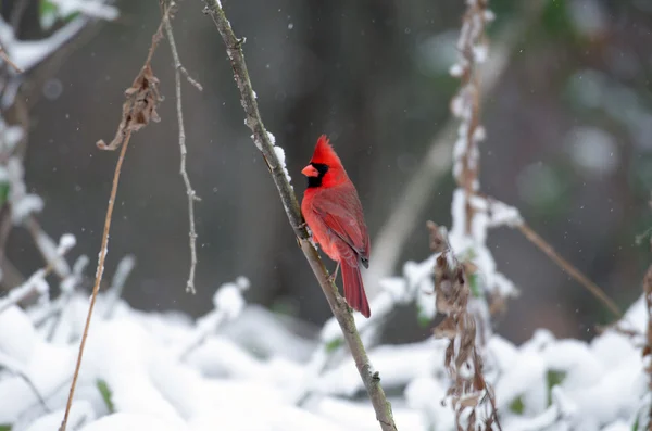 Cardenal del Norte en una tormenta de nieve — Foto de Stock