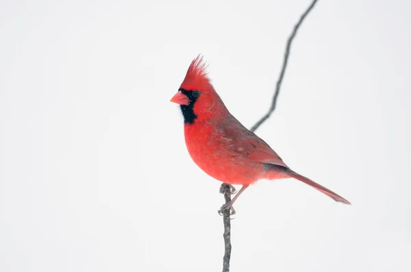 Cardenal del norte encaramado en rama — Foto de Stock