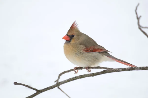 Female northern cardinal — Stock Photo, Image