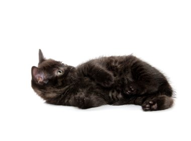 Şirin siyah kedi.