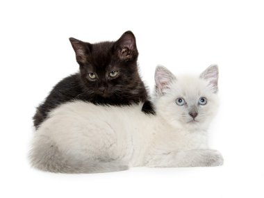 iki sevimli yavru kedi