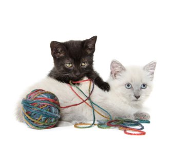 iki sevimli yavru kedi