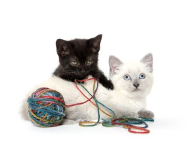 iki sevimli yavru kedi