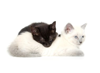 iki sevimli yavru kedi