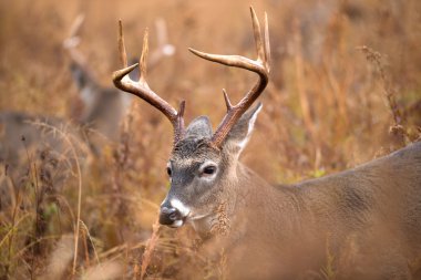 Beyaz kuyruklu Geyik Buck