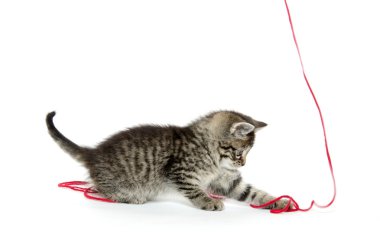 iplik ile şirin tabby yavru kedi