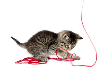 iplik ile şirin tabby yavru kedi