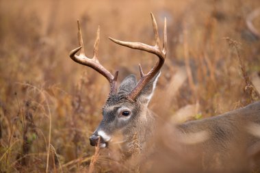 Beyaz kuyruklu Geyik Buck