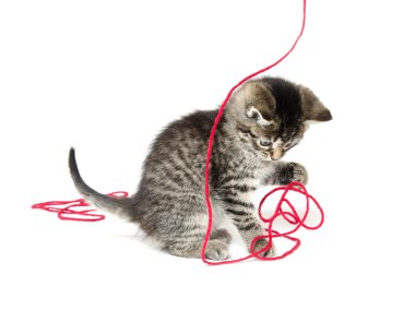 iplik ile şirin tabby yavru kedi