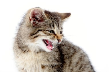 sevimli tekir ağlıyor