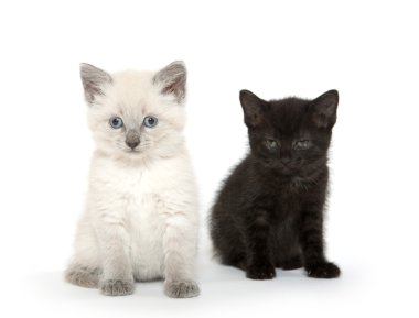 iki sevimli yavru kedi