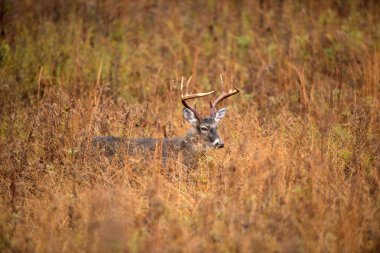 Beyaz kuyruklu Geyik Buck