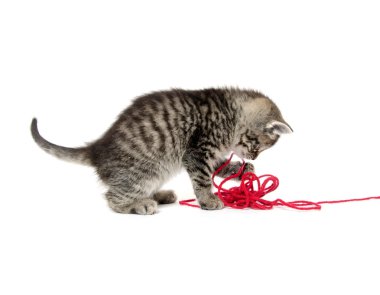 iplik ile şirin tabby yavru kedi