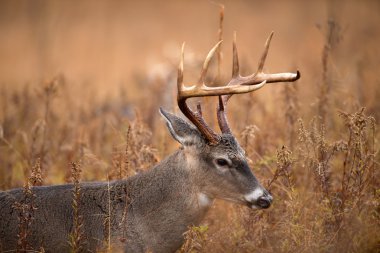 Beyaz kuyruklu Geyik Buck