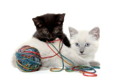 iki sevimli yavru kedi