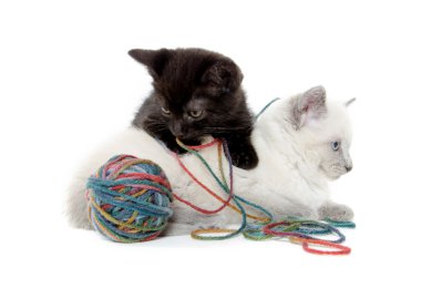 iki sevimli yavru kedi