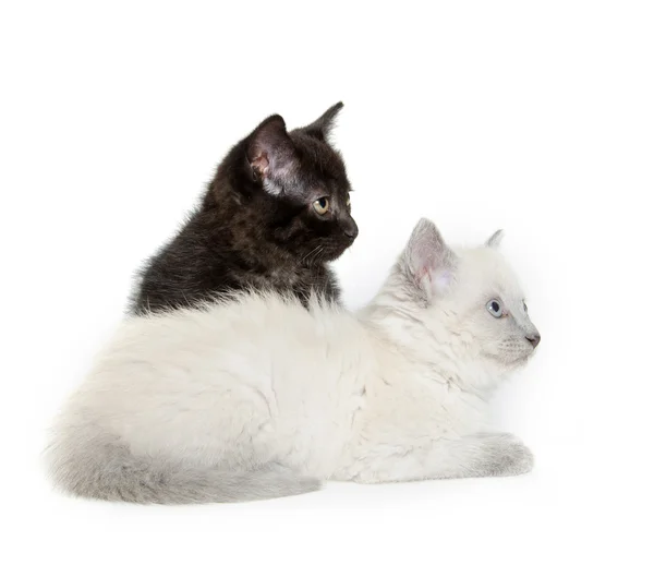 Two cute kittens — Stock Photo, Image