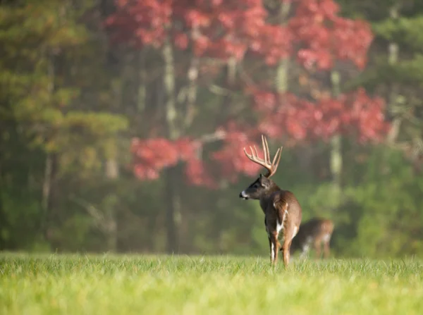 Large white-tailed deer buck — Stock Photo, Image