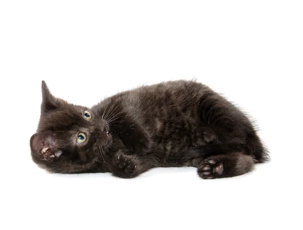 Mignon chat noir — Photo