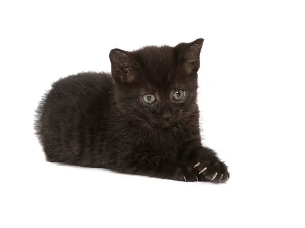 Carino gattino nero — Foto Stock