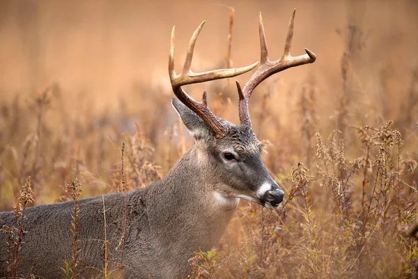 Beyaz kuyruklu Geyik Buck