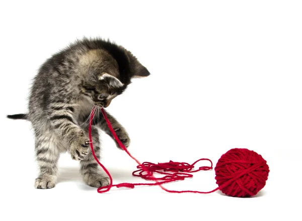 Cute tabby kitten with yarn — Stock Photo, Image