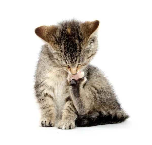 Kitten chewing its paw — Stock Photo, Image