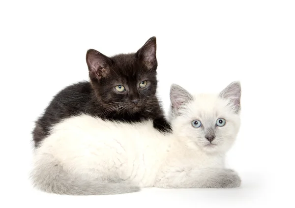 Twee schattige kittens — Stockfoto