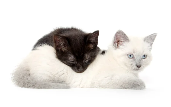 Twee schattige kittens — Stockfoto