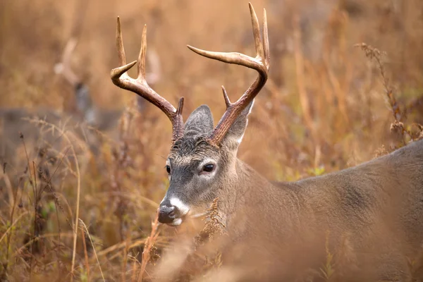 Cervo dalla coda bianca Buck — Foto Stock