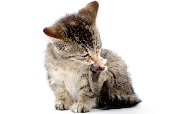 Kitten chewing its paw — Stock Photo, Image