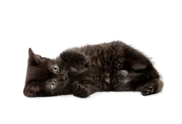 Cute black cat — Stock Photo, Image