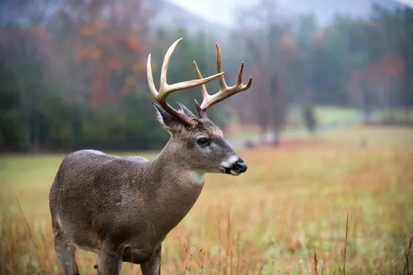 Valkohäntäpeura Buck — kuvapankkivalokuva