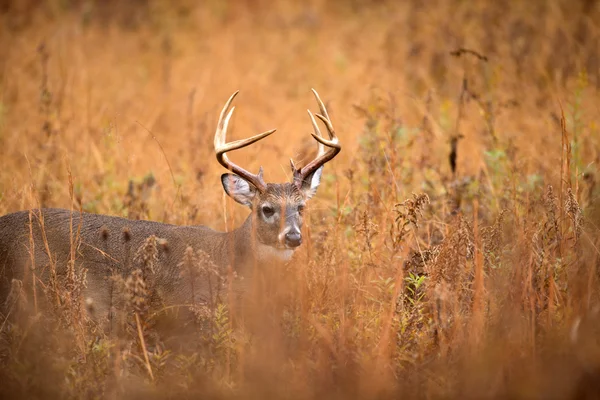 Beyaz kuyruklu Geyik Buck