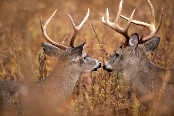 Two white-tailed deer bucks — Stock Photo, Image