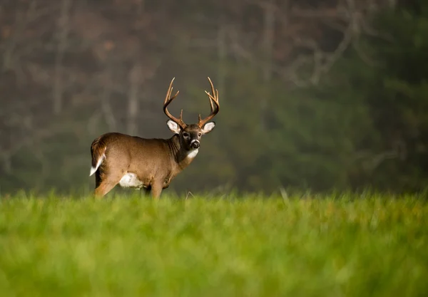 Grande cervo dalla coda bianca buck — Foto Stock