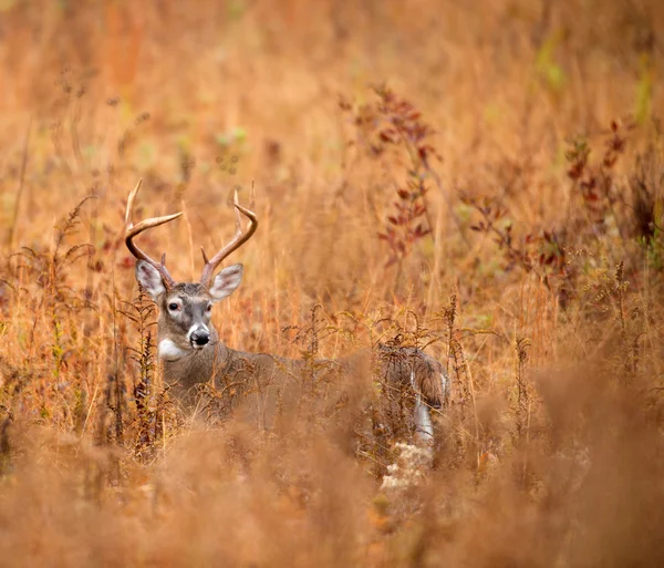 Beyaz kuyruklu Geyik Buck