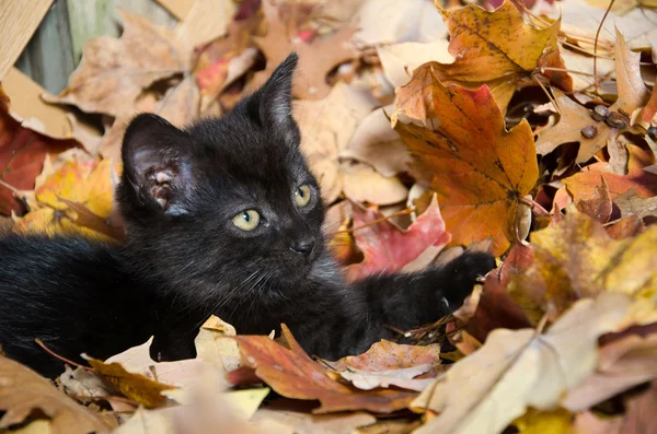 Cute black kitten in leaves — Stock Photo, Image