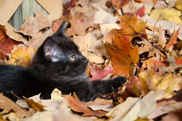 Симпатичный черный котенок в листьях — стоковое фото