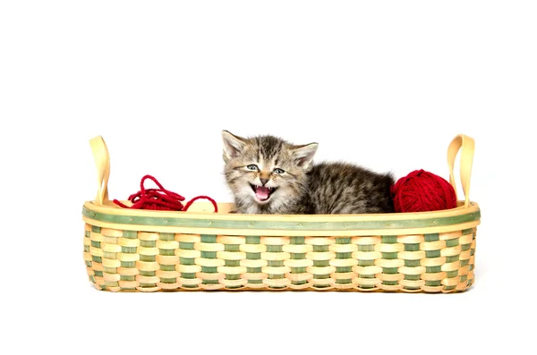 Cute tabby kitten in basket — Stock Photo, Image