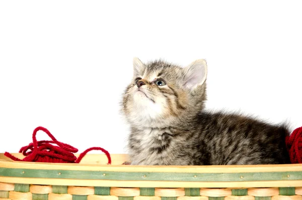 Carino gattino tabby nel carrello — Foto Stock