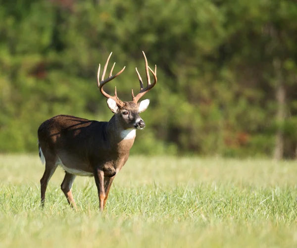 Büyük ak kuyruklu geyik buck — Stok fotoğraf