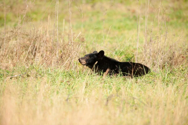 Großer Schwarzbär füttert — Stockfoto