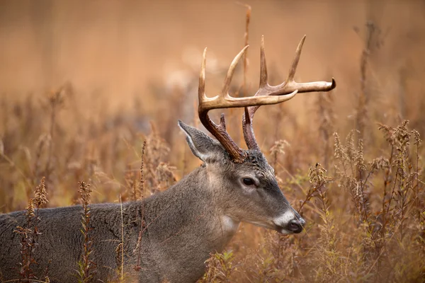 Cervo dalla coda bianca Buck — Foto Stock