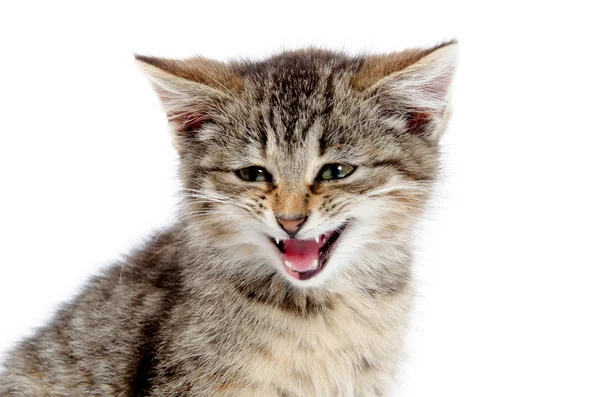 Cute tabby crying — Stock Photo, Image