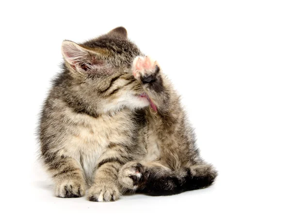 Gatito masticando su pata —  Fotos de Stock