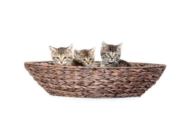 Tre gattini nel cestino — Foto Stock